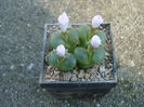 Conophytum limpidum S.A.Hammer 1993. (6)