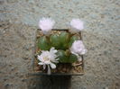 Conophytum limpidum S.A.Hammer 1993. (7)