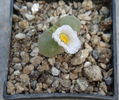 Conophytum longum  N.E.Br.1930.