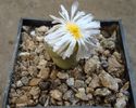 Conophytum longum N.E.Br.1930.