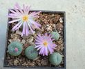 Conophytum minutum (Haw.) N.E.Br.1922 (2)