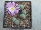 Conophytum minutum (Haw.) N.E.Br.1922 (3)