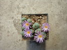 Conophytum minutum (Haw.) N.E.Br.1922 (6)