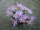 Conophytum minutum (Haw.) N.E.Br.1922 (7)