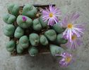 Conophytum minutum (Haw.) N.E.Br.1922