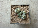 Conophytum obcordellum (Haw.) N.E.Br.1922. (1)