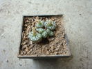 Conophytum obcordellum (Haw.) N.E.Br.1922. (2)