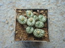 Conophytum obcordellum (Haw.) N.E.Br.1922. (3)