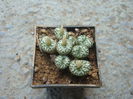 Conophytum obcordellum (Haw.) N.E.Br.1922. (4)