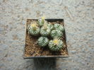 Conophytum obcordellum (Haw.) N.E.Br.1922. (6)
