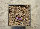 Conophytum pellucidum Schwantes 1927. (2)
