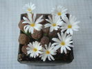 Conophytum pellucidum ssp. cupreatum (Tischer) SAHammer 1993. (2)