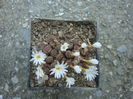 Conophytum pellucidum ssp. cupreatum (Tischer) SAHammer 1993. (3)