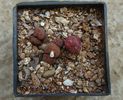 Conophytum pellucidum ssp. cupreatum (Tischer) SAHammer 1993. (5)