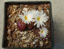 Conophytum pellucidum ssp. cupreatum (Tischer) SAHammer 1993. (6)