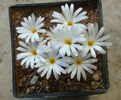 Conophytum pellucidum subsp. cupreatum (Tischer) S.A.Hammer 1993
