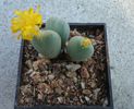 Conophytum piriforme L. Bolus 1936 (0)