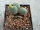 Conophytum piriforme L. Bolus 1936 (3)