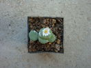 Conophytum ricardianum Losch & Tischler 1932. (2)