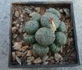 Conophytum scitulum (NE Br.) NE Br 1922. (1)