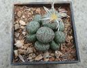 Conophytum scitulum (NE Br.) NE Br 1922. (2)