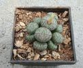 Conophytum scitulum (NE Br.) NE Br 1922. (3)