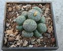 Conophytum scitulum (NE Br.) NE Br 1922. (4)
