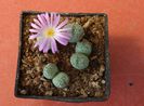 Conophytum tantillum N.E.Br.1926. (2)