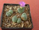 Conophytum tantillum N.E.Br.1926. (3)