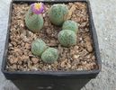 Conophytum tantillum N.E.Br.1926. (4)