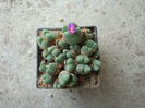 Conophytum tantillum N.E.Br.1926. (6)
