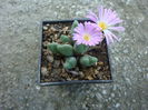 Conophytum tantillum N.E.Br.1926. (7)
