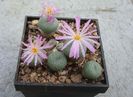 Conophytum tantillum N.E.Br.1926.