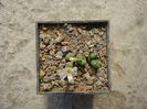 Conophytum tantillum ssp. lindenianum (Lavis & S.A.Hammer) S.A.Hammer 1991. (1)