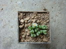 Conophytum tantillum ssp. lindenianum (Lavis & S.A.Hammer) S.A.Hammer 1991. (4)