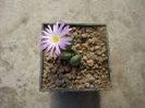 Conophytum tayloriorum ssp. ernianum (Loesch & Tischer) de Boer ex S.A.Hammer 1993. (3)