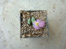 Conophytum tayloriorum ssp. ernianum (Loesch & Tischer) de Boer ex S.A.Hammer1993.