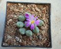 Conophytum velutinum Schwantes 1927. (3)