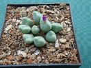 Conophytum velutinum Schwantes 1927. (5)