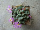 Conophytum velutinum Schwantes 1927. (6)