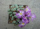 Conophytum velutinum Schwantes 1927. (7)