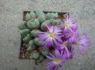 Conophytum velutinum Schwantes 1927. (8)