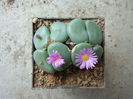 Conophytum wettsteinii (Berger) N.E.Br.1922.