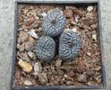 Conophytum witterbergense De Boer 1965. (2)