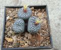 Conophytum witterbergense De Boer 1965. (3)