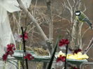 DSCN0036