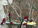 DSCN0037