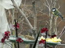 DSCN0038