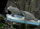 DSCN0363