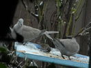 DSCN0379
